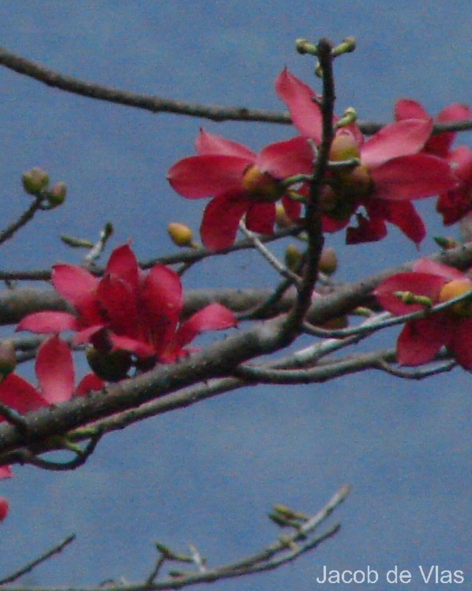 Bombax ceiba L.